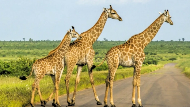 Giraffes in South Africa